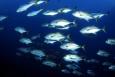 A school of Horse-eye jacks in Flower Garden Banks National Marine Sanctuary in the Gulf of Mexico.